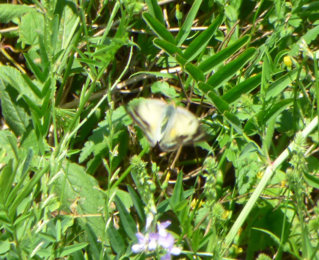 Colias crocea f. helice, femmina